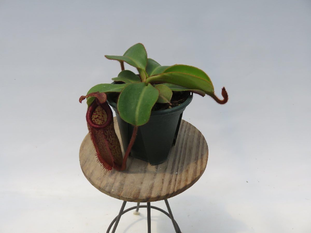 Amazon.co.jp: N.palawanensis (BE-3651) × N.veitchii bario Y's 2.5